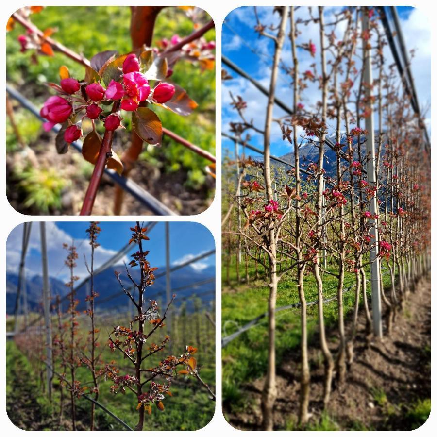Langstein Bio Urlaub & Genuss Villa Coldrano Luaran gambar
